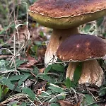 Pod Orlem Farmház