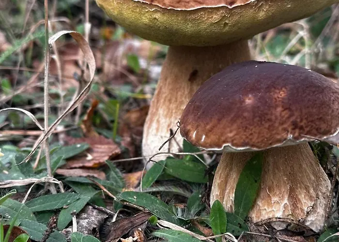 Pod Orlem مزرعة للإقامة