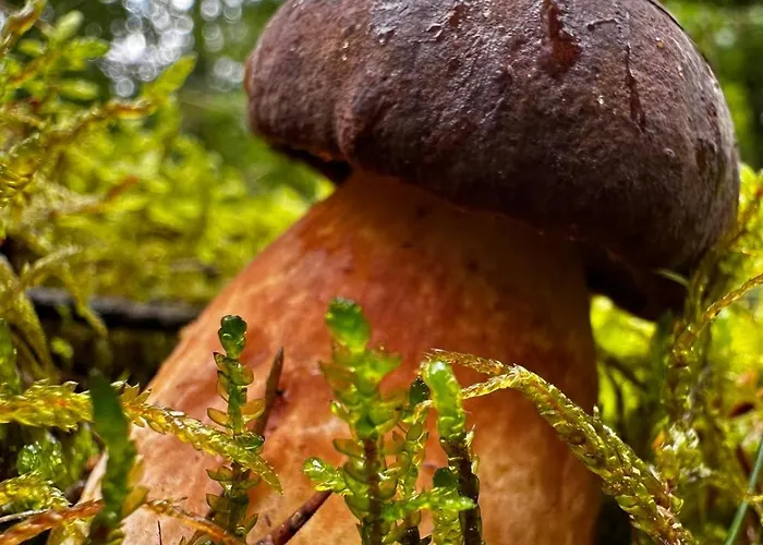 Pod Orlem Vakantieboerderij Wałcz